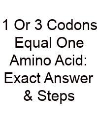 1 Or 3 Codons Equal One Amino Acid: Exact Answer & Steps