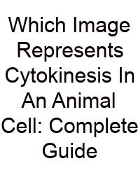 Which Image Represents Cytokinesis In An Animal Cell: Complete Guide
